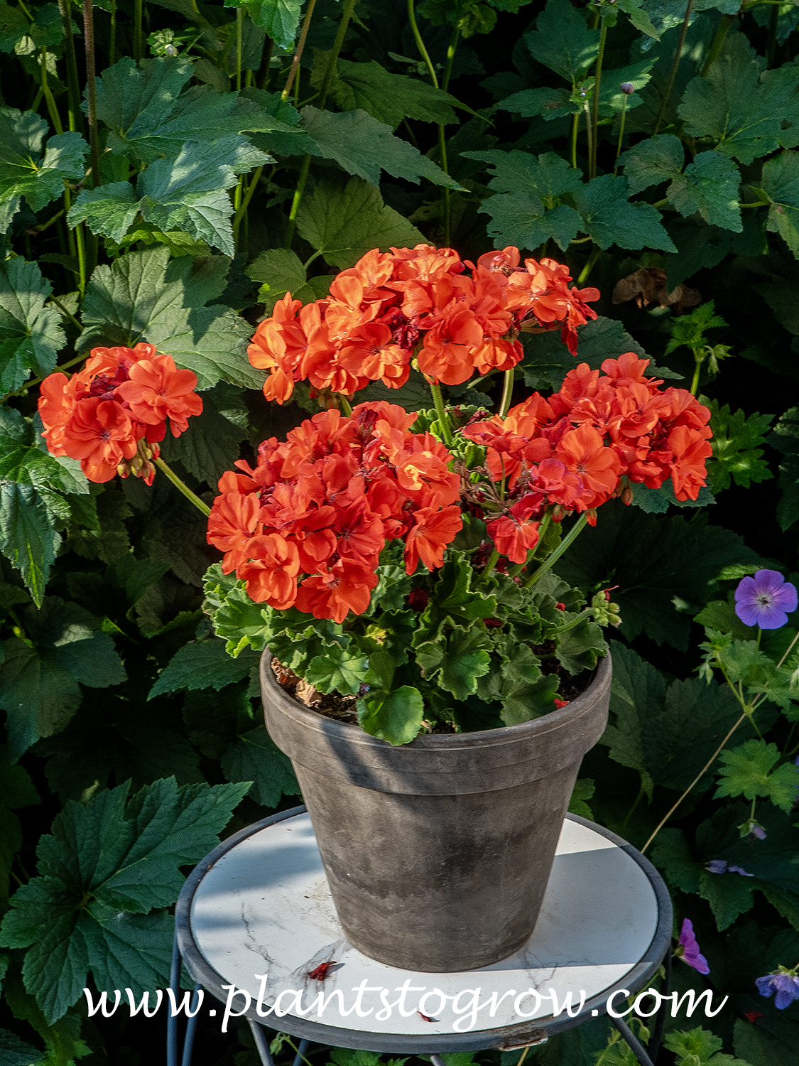 Tango Orange Geranium (Pelargonium zonal)
Growing in a half day of direct light.
